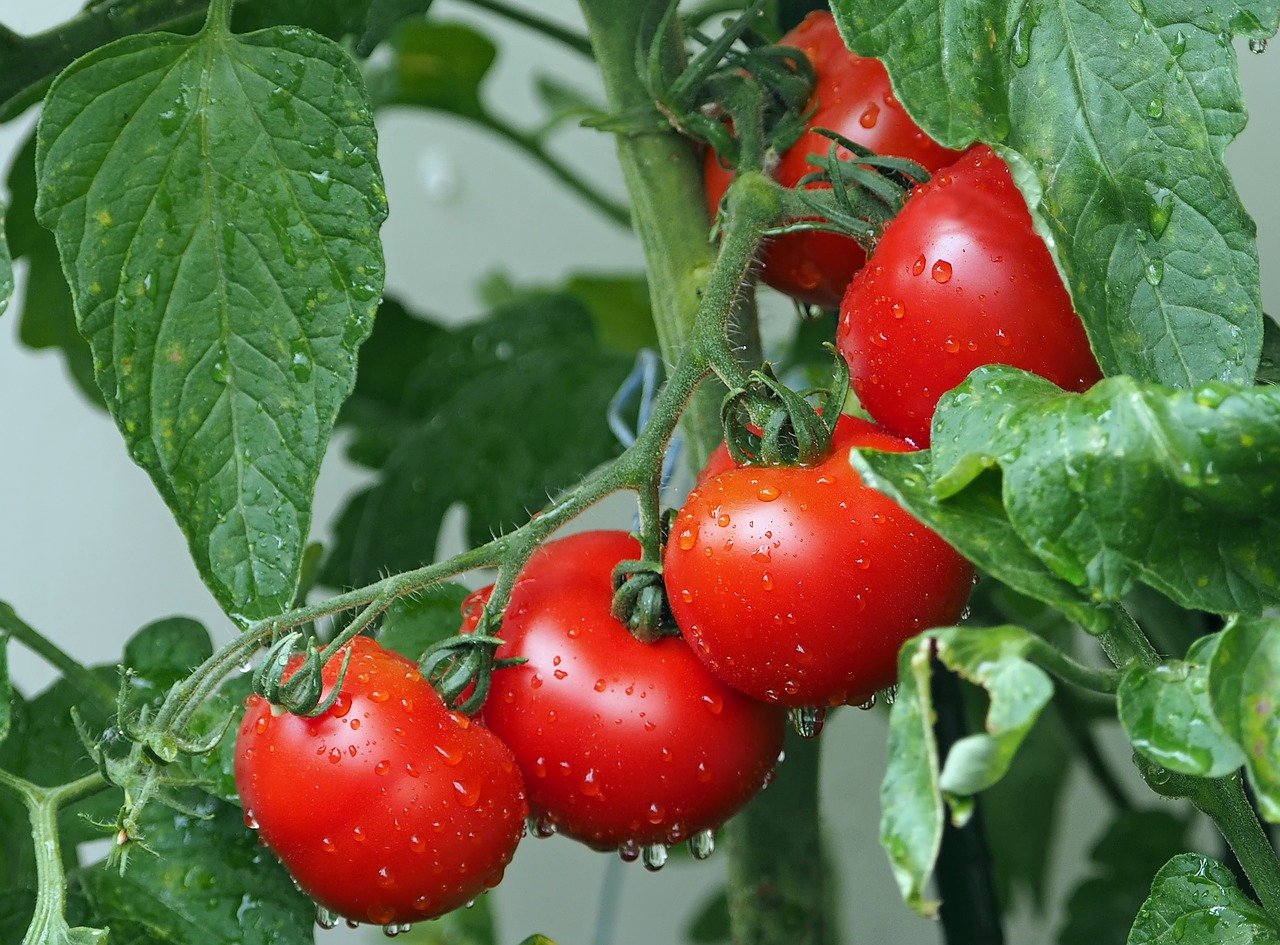 Suco de tomate: Descubra as propriedades e se ele emagrece