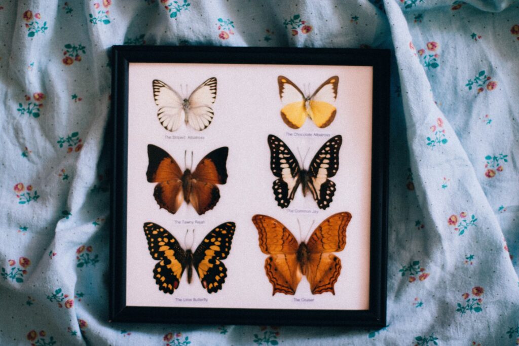 Cores das borboletas e seus significados